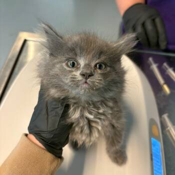 Kendall -  Domestic Long Hair Cat for Adoption in Huntington, West Virginia - Kendall | PetCurious