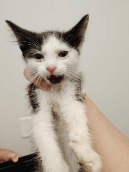 Jude -  Domestic Short Hair Cat for Adoption in Republic, Missouri - Jude | PetCurious