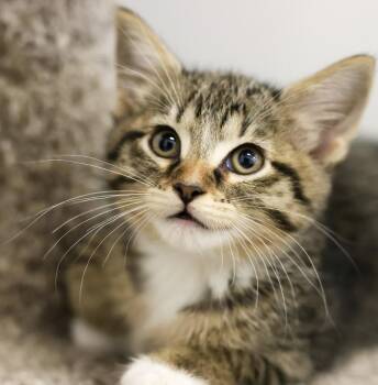 Domestic Short Hair Cats Available for Adoption - **Cat Cafe** Anne Sexton | PetCurious