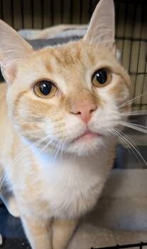 Seager -  Domestic Short Hair Cat for Adoption in Duxbury, Massachusetts - Seager | PetCurious