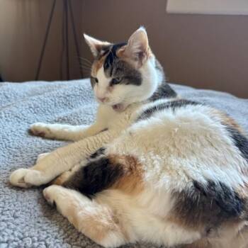 Daisy Mae -  Domestic Short Hair Cat for Adoption in Murray, Utah - Daisy Mae | PetCurious