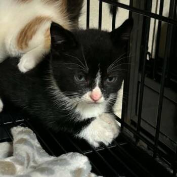 Sailor 0205 -  Domestic Short Hair Cat for Adoption in Hamilton, Georgia - Sailor 0205 | PetCurious