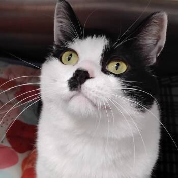 Domestic Short Hair Cats Available for Adoption in Decherd, Tennessee - Finn | PetCurious