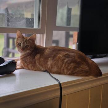 Domestic Short Hair Cats Available for Adoption - Keller | PetCurious