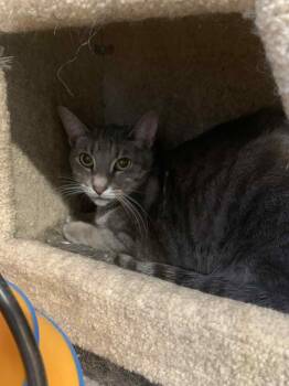 Rescue Domestic Short Hair Cats for Adoption in Mineola, Texas - Bon Bon | PetCurious