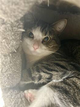 Jimothy -  Tabby Cat for Adoption in Cleveland, Ohio - Jimothy | PetCurious