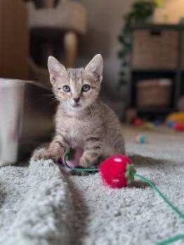 Cami -  American Shorthair and Domestic Short Hair Cat for Adoption in Richardson, Texas - Cami | PetCurious