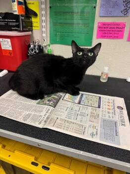 Avis -  Domestic Short Hair Cat for Adoption in Sorrento, Louisiana - Avis | PetCurious