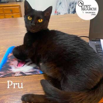 Pru -  Domestic Short Hair Cat for Adoption in Washington, Pennsylvania - Pru | PetCurious