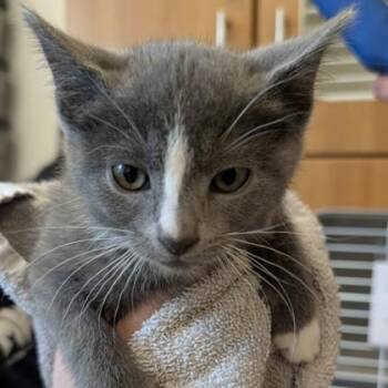 Scarlet Witch -  Domestic Short Hair Cat Available for Adoption in Voorhees Township, New Jersey - Scarlet Witch | PetCurious