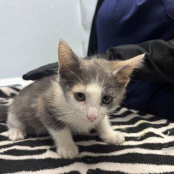 Tink -  Domestic Short Hair Cat for Adoption in Riverside, California - Tink | PetCurious