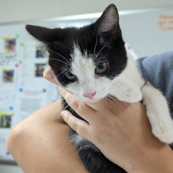 Mouse -  Domestic Short Hair Cat for Adoption in Canton, Illinois - Mouse | PetCurious