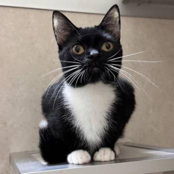 Nancy -  Domestic Short Hair Cat for Adoption in Waterloo, Iowa - Nancy | PetCurious