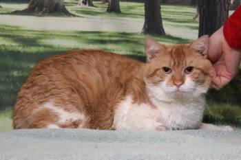 Domestic Short Hair Cats Available for Adoption in West Chester, Pennsylvania - Max | PetCurious