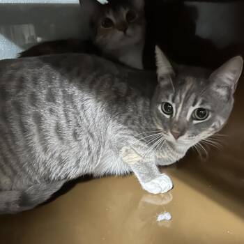 Domestic Short Hair Cats Available for Adoption - BADGER | PetCurious