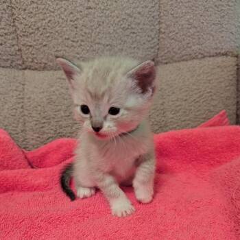 Wren (Gray Collar) -  Snowshoe Cat for Adoption in Wichita, Kansas - Wren (Gray Collar) | PetCurious