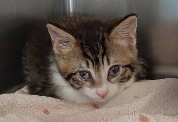 Domestic Short Hair Cats Available for Adoption in Chula Vista, California - JAXS | PetCurious