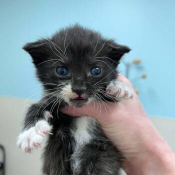 Freesia -  Domestic Short Hair Cat for Adoption in Harrisonburg, Virginia - Freesia | PetCurious