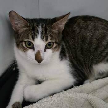 Greatest American Hero Cat RR BFSLC -  Domestic Short Hair Cat for Adoption in Las Vegas, Nevada - Greatest American Hero Cat RR BFSLC | PetCurious