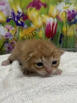 Domestic Short Hair Cats Available for Adoption in San Antonio, Texas - Letty | PetCurious