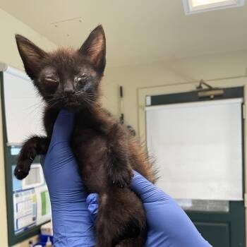 Guinness -  Domestic Medium Hair Cat for Adoption in Pasadena, California - Guinness | PetCurious