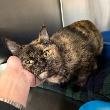 Domestic Short Hair Cats Available for Adoption - Lady Gaga | PetCurious