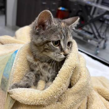 Eleanor -  Domestic Short Hair Cat for Adoption in Oak Park, Illinois - Eleanor | PetCurious