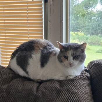 GRETEL -  American Shorthair Cat for Adoption - GRETEL | PetCurious