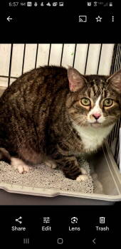 Rescue Domestic Short Hair Cats for Adoption in Northfield, Ohio - SWEETIE | PetCurious