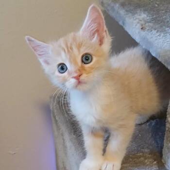 The Lorax -  Domestic Short Hair Cat Available for Adoption in Pompano Beach, Florida - The Lorax | PetCurious