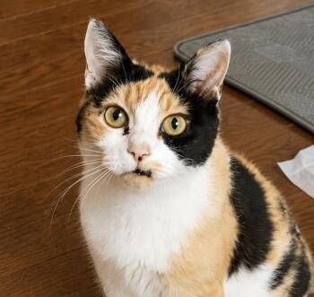 American Curl Cats Available for Adoption in Philadelphia, Pennsylvania - Evelina | PetCurious
