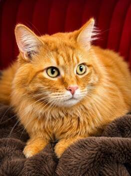 Domestic Long Hair and Maine Coon Cats Available for Adoption in Pasadena, Texas - Buddy BIG BOY 17 Pounds | PetCurious