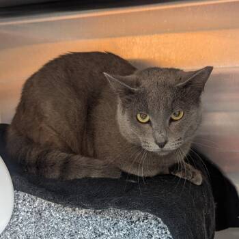 Willie -  Domestic Short Hair Cat for Adoption in Salt Lake City, Utah - Willie | PetCurious
