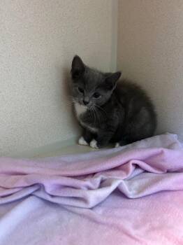 Josh -  Domestic Short Hair Cat for Adoption in Morgantown, Kentucky - Josh | PetCurious