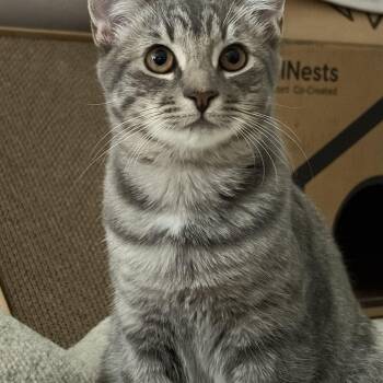 Hannah -  Domestic Short Hair Cat for Adoption in Montclair, New Jersey - Hannah | PetCurious