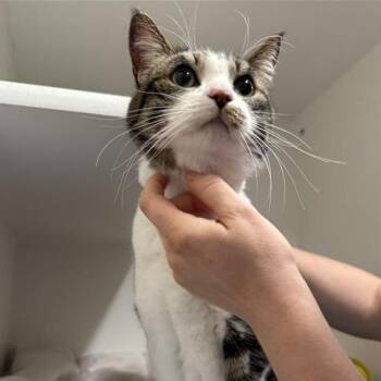 Domestic Short Hair Cats Available for Adoption - Trudy | PetCurious