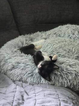 Retina -  Domestic Short Hair Cat for Adoption in New Milford, Connecticut - Retina | PetCurious
