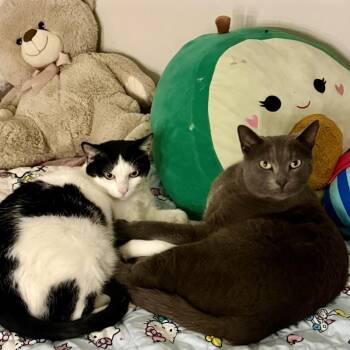 Shadow -  Domestic Short Hair Cat for Adoption in Nashville, Tennessee - Shadow | PetCurious