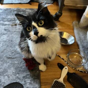 Rambo -  Domestic Long Hair Cat for Adoption in Saint Paul, Minnesota - Rambo | PetCurious