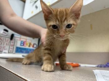 Rescue Domestic Short Hair Cats for Adoption in Salisbury, Maryland - Money | PetCurious