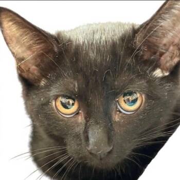 Olivia -  Domestic Short Hair Cat for Adoption in NEW PT RICHEY, Florida - Olivia | PetCurious
