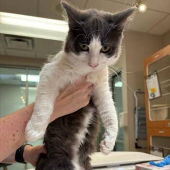 Wilhelmina -  Domestic Medium Hair Cat for Adoption in Murray, Utah - Wilhelmina | PetCurious