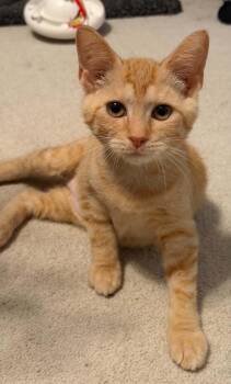 Cherry -  Domestic Short Hair Cat for Adoption in Battle Creek, Michigan - Cherry | PetCurious