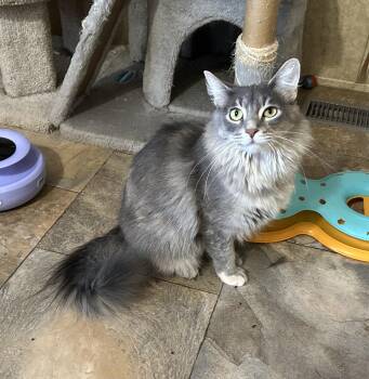 Dizzie Lizzie -  Domestic Long Hair Cat for Adoption in Peru, Illinois - Dizzie Lizzie | PetCurious