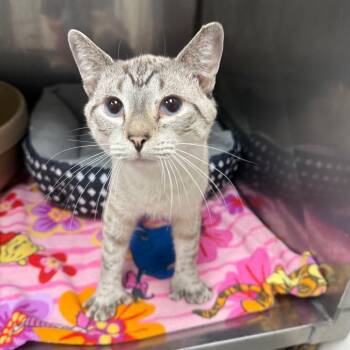 The Pumpkin King -  Domestic Short Hair Cat for Adoption in Birmingham, Alabama - The Pumpkin King | PetCurious