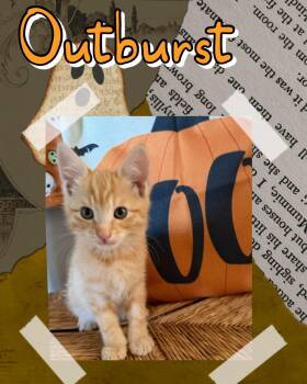 Outburst -  Tabby Cat for Adoption in Pasco, Washington - Outburst | PetCurious