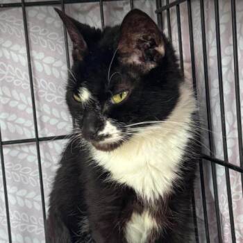 Cadet -  Domestic Short Hair Cat for Adoption in Gordonsville, Tennessee - Cadet | PetCurious