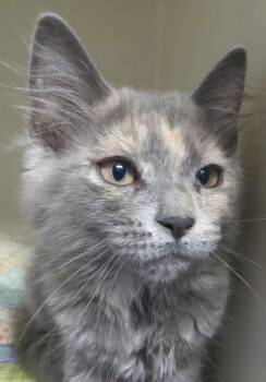 Lacey -  Dilute Tortoiseshell Cat for Adoption in Brockton, Massachusetts - Lacey | PetCurious