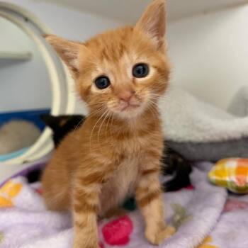 Nexus -  Domestic Short Hair Cat for Adoption in San Pablo, California - Nexus | PetCurious