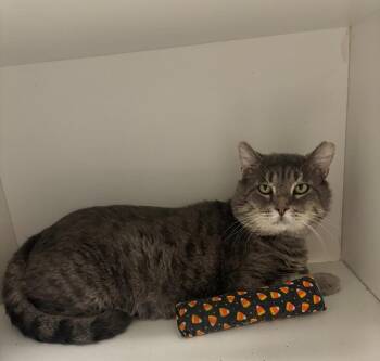 Rescue Domestic Short Hair Cats for Adoption in Frankfort, Kentucky - Tyson (FIV+) | PetCurious